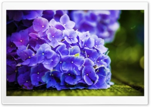 Flower Power Ultra HD Wallpaper for 4K UHD Widescreen desktop, tablet & smartphone