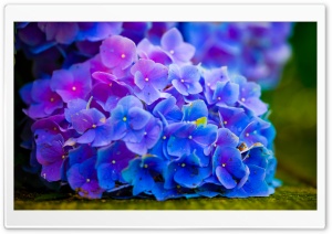 Flower Power Ultra HD Wallpaper for 4K UHD Widescreen desktop, tablet & smartphone