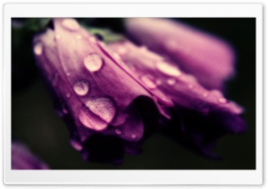 Flower Rain Drop Ultra HD Wallpaper for 4K UHD Widescreen desktop, tablet & smartphone