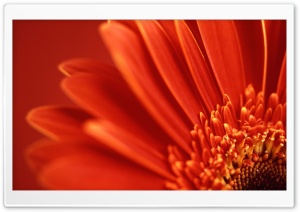 Flower Red Color Ultra HD Wallpaper for 4K UHD Widescreen desktop, tablet & smartphone