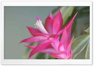 Flower RF 1 Ultra HD Wallpaper for 4K UHD Widescreen desktop, tablet & smartphone