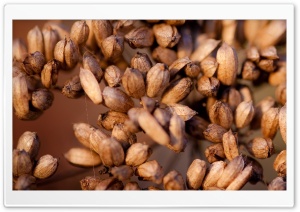 Flower Seeds Ultra HD Wallpaper for 4K UHD Widescreen desktop, tablet & smartphone