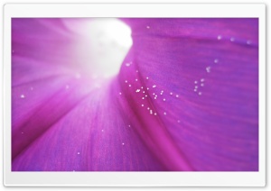 Flower Seeds On a Flower Ultra HD Wallpaper for 4K UHD Widescreen desktop, tablet & smartphone