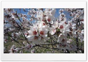 flower spring, Ali Malekpour Ultra HD Wallpaper for 4K UHD Widescreen desktop, tablet & smartphone