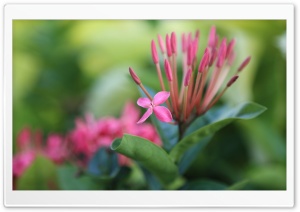 Flower SS, Macro Ultra HD Wallpaper for 4K UHD Widescreen desktop, tablet & smartphone
