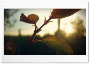 Flower Sun Ultra HD Wallpaper for 4K UHD Widescreen desktop, tablet & smartphone