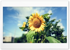 Flower  sunflowe Ultra HD Wallpaper for 4K UHD Widescreen desktop, tablet & smartphone