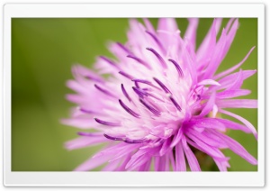 Flower with Lots of Petals Ultra HD Wallpaper for 4K UHD Widescreen desktop, tablet & smartphone