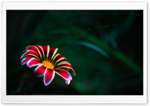 Flower With Red Petals Ultra HD Wallpaper for 4K UHD Widescreen desktop, tablet & smartphone