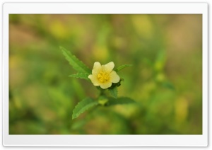 Flower_Yellow Ultra HD Wallpaper for 4K UHD Widescreen desktop, tablet & smartphone