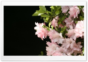 Flowers 12 Ultra HD Wallpaper for 4K UHD Widescreen desktop, tablet & smartphone