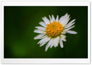 Flowers 13 Ultra HD Wallpaper for 4K UHD Widescreen desktop, tablet & smartphone