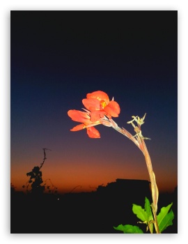 flowers UltraHD Wallpaper for iPad 1/2/Mini ; Mobile 4:3 - UXGA XGA SVGA ;