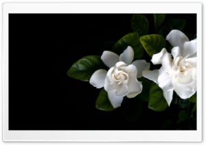 Flowers 16 Ultra HD Wallpaper for 4K UHD Widescreen desktop, tablet & smartphone