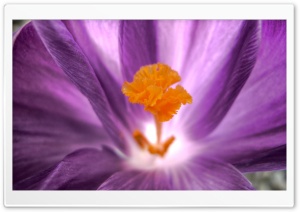 Flowers 26 Ultra HD Wallpaper for 4K UHD Widescreen desktop, tablet & smartphone