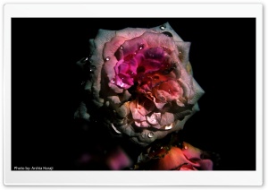 Flowers Ultra HD Wallpaper for 4K UHD Widescreen desktop, tablet & smartphone