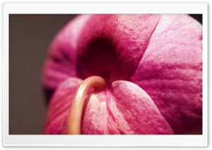 Flowers 31 Ultra HD Wallpaper for 4K UHD Widescreen desktop, tablet & smartphone