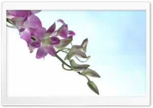 Flowers 34 Ultra HD Wallpaper for 4K UHD Widescreen desktop, tablet & smartphone