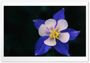 Flowers 35 Ultra HD Wallpaper for 4K UHD Widescreen desktop, tablet & smartphone