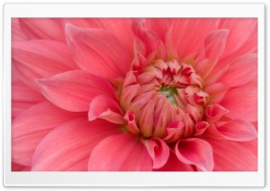 Flowers 36 Ultra HD Wallpaper for 4K UHD Widescreen desktop, tablet & smartphone