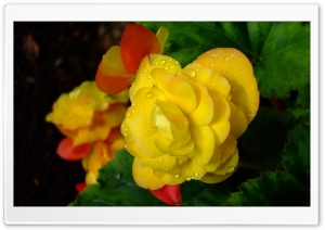 Flowers 40 Ultra HD Wallpaper for 4K UHD Widescreen desktop, tablet & smartphone