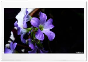 flowers Ultra HD Wallpaper for 4K UHD Widescreen desktop, tablet & smartphone