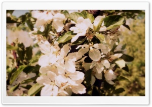 Flowers Ultra HD Wallpaper for 4K UHD Widescreen desktop, tablet & smartphone
