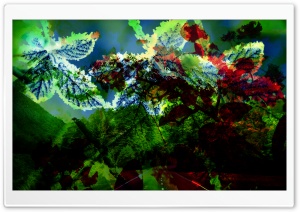 Flowers... Ultra HD Wallpaper for 4K UHD Widescreen desktop, tablet & smartphone