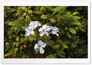 Flowers...... Ultra HD Wallpaper for 4K UHD Widescreen desktop, tablet & smartphone