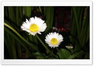Flowers - spring Ultra HD Wallpaper for 4K UHD Widescreen desktop, tablet & smartphone