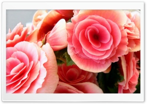 Flowers Background Ultra HD Wallpaper for 4K UHD Widescreen desktop, tablet & smartphone