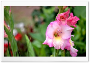 Flowers Beauty Ultra HD Wallpaper for 4K UHD Widescreen desktop, tablet & smartphone