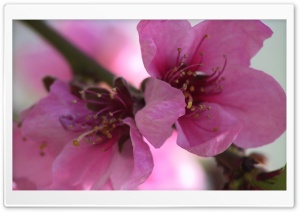 Flowers Blooming 3 Ultra HD Wallpaper for 4K UHD Widescreen desktop, tablet & smartphone