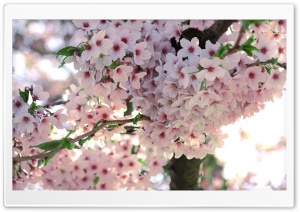Flowers Bundle Ultra HD Wallpaper for 4K UHD Widescreen desktop, tablet & smartphone