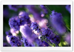 Flowers Close-up Ultra HD Wallpaper for 4K UHD Widescreen desktop, tablet & smartphone