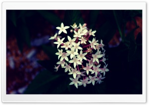 Flowers Close Up Shoot Ultra HD Wallpaper for 4K UHD Widescreen desktop, tablet & smartphone