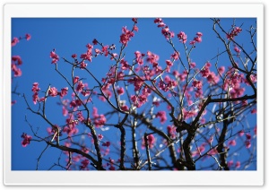 Flowers Everywhere Ultra HD Wallpaper for 4K UHD Widescreen desktop, tablet & smartphone