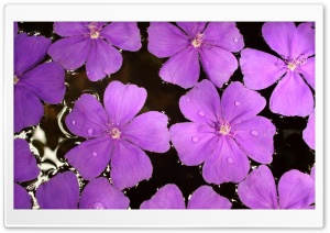 Flowers Floating on Water Ultra HD Wallpaper for 4K UHD Widescreen desktop, tablet & smartphone