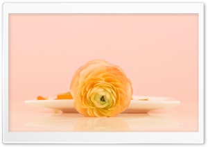 Flowers for Breakfast Ultra HD Wallpaper for 4K UHD Widescreen desktop, tablet & smartphone