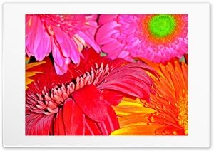 Flowers Full HD Superior Ultra HD Wallpaper for 4K UHD Widescreen desktop, tablet & smartphone