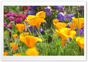 Flowers Garden Ultra HD Wallpaper for 4K UHD Widescreen desktop, tablet & smartphone