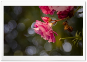 Flowers I Ultra HD Wallpaper for 4K UHD Widescreen desktop, tablet & smartphone