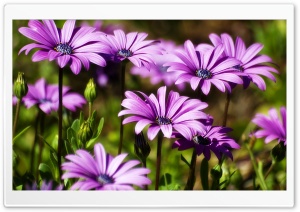 Flowers in Italy Ultra HD Wallpaper for 4K UHD Widescreen desktop, tablet & smartphone