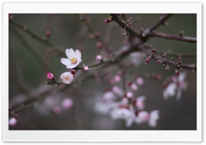 Flowers In The Evening Ultra HD Wallpaper for 4K UHD Widescreen desktop, tablet & smartphone