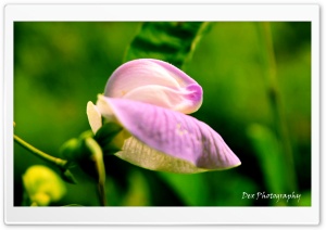 Flowers INDONESIA Ultra HD Wallpaper for 4K UHD Widescreen desktop, tablet & smartphone