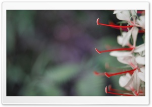 Flowers, Kauai, Hawaii Ultra HD Wallpaper for 4K UHD Widescreen desktop, tablet & smartphone