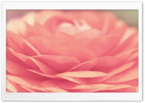 Flowers Macro Ultra HD Wallpaper for 4K UHD Widescreen desktop, tablet & smartphone