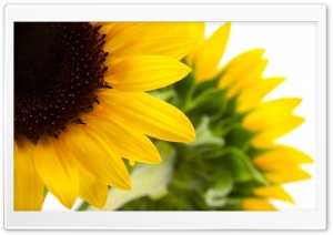 Flowers Nature Macro Ultra HD Wallpaper for 4K UHD Widescreen desktop, tablet & smartphone