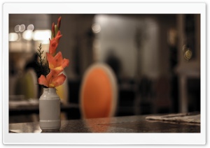Flowers on Hope Ultra HD Wallpaper for 4K UHD Widescreen desktop, tablet & smartphone