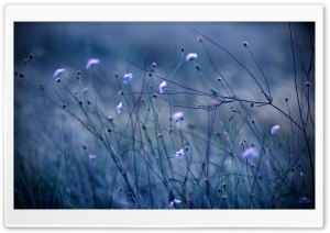 Flowers Stems Ultra HD Wallpaper for 4K UHD Widescreen desktop, tablet & smartphone